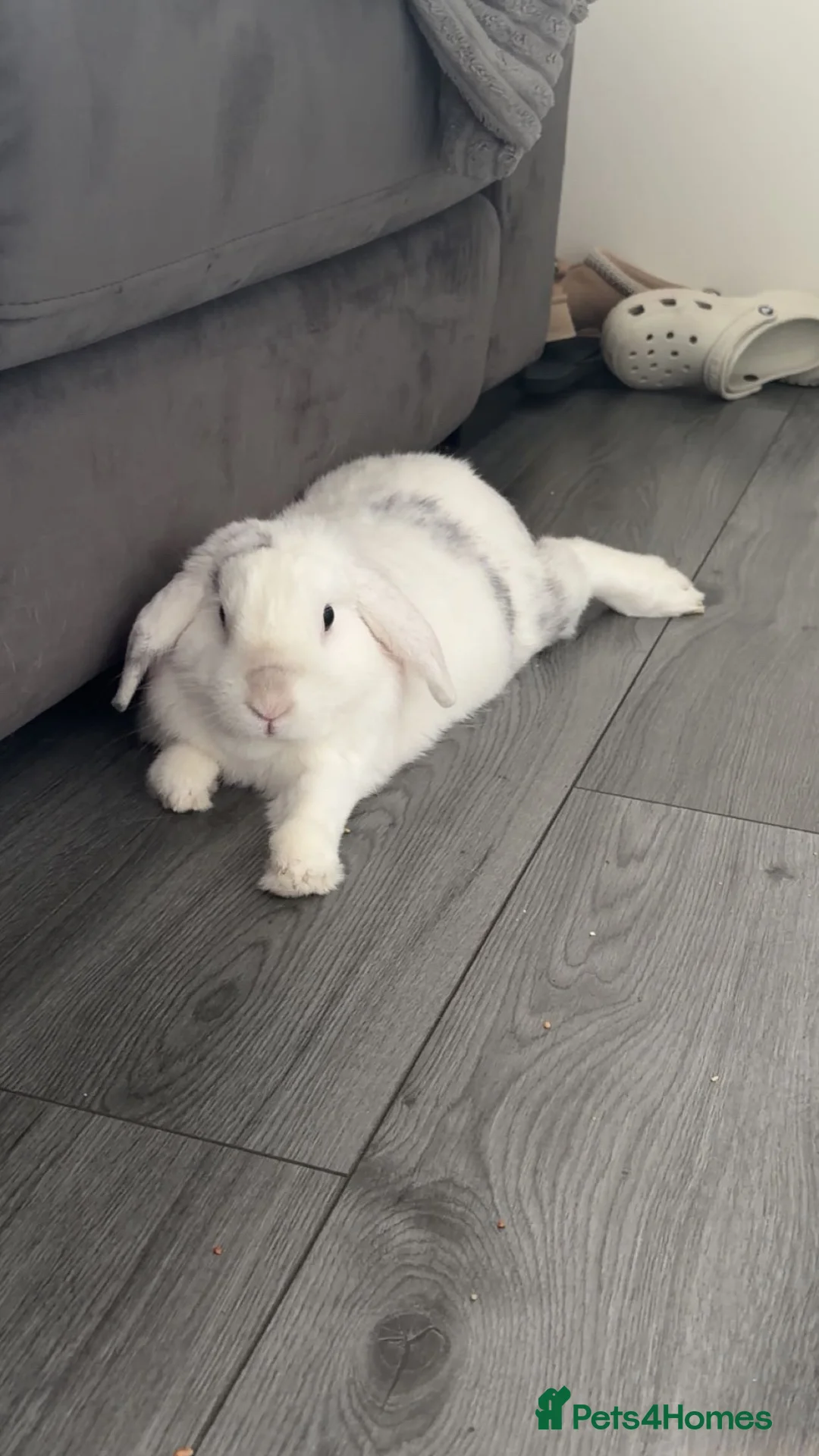 Mixed Breed rabbits for sale: Lop cross male rabbit  in Liverpool - Advert 1