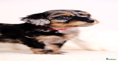 Mixed Breed dogs - Advert 2