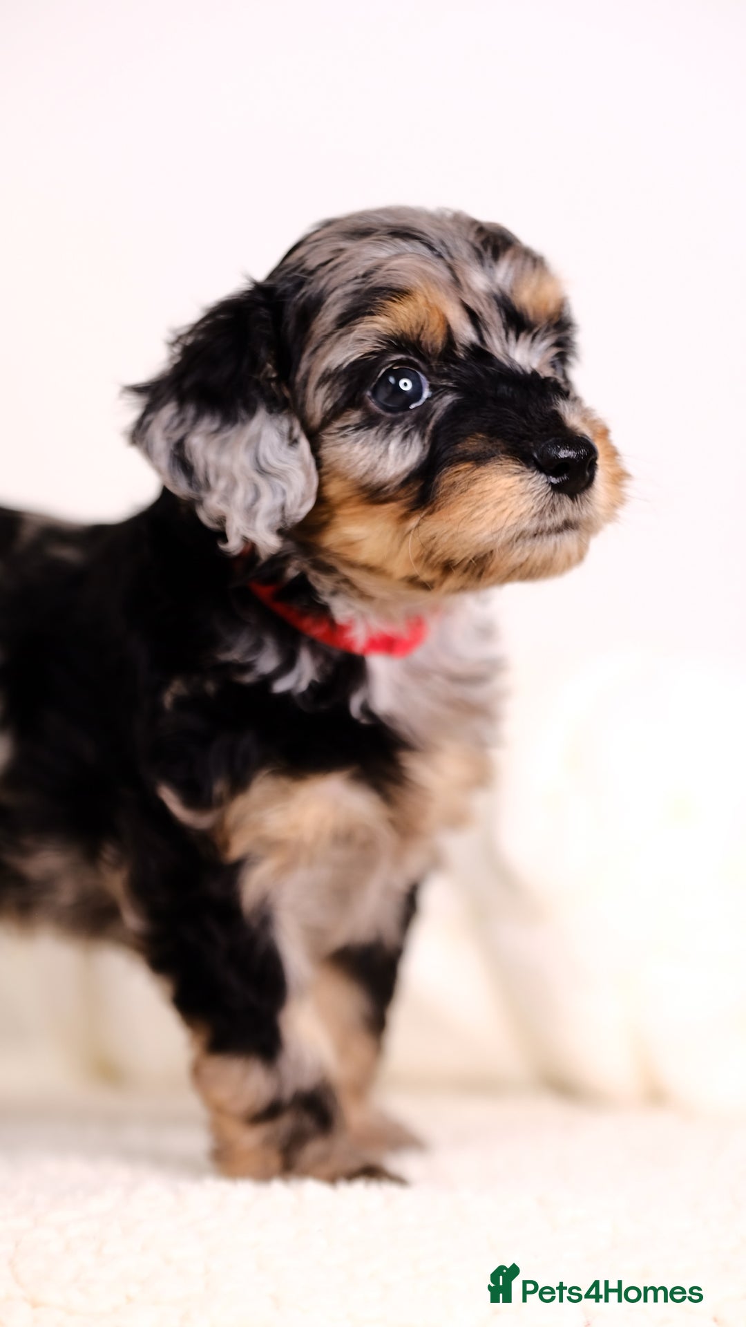 Mixed Breed dogs for sale: 8 UNIQUE Spaniel x Poodle Puppies - Image 2