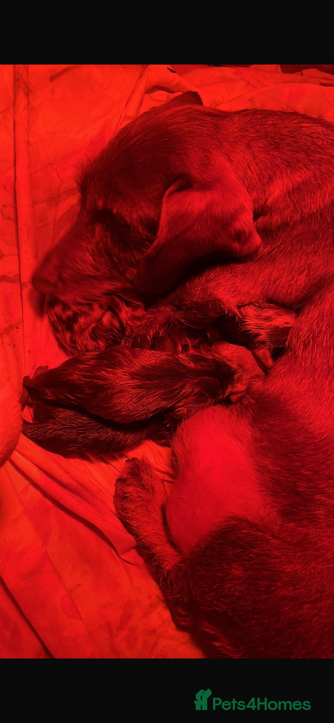 Dachshund dogs for sale: Beautiful Male Dachshunds 🐶  - Image 11