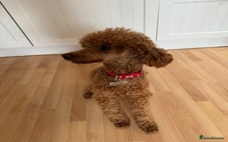 Miniature Poodle dogs for sale: Miniature Poodle male 2.5 years old - Image 3