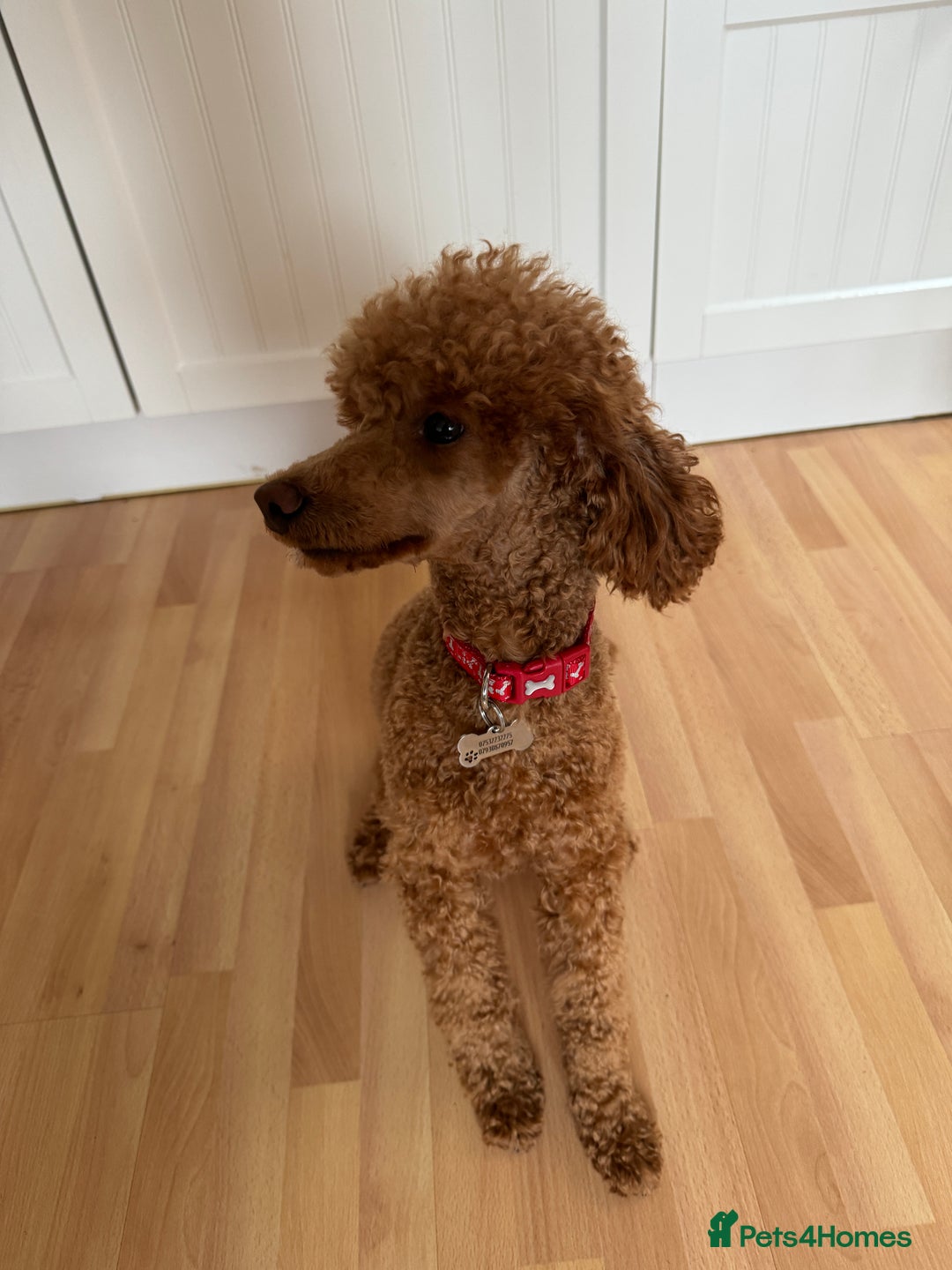 Miniature Poodle dogs for sale: Miniature Poodle male 2.5 years old - Image 3