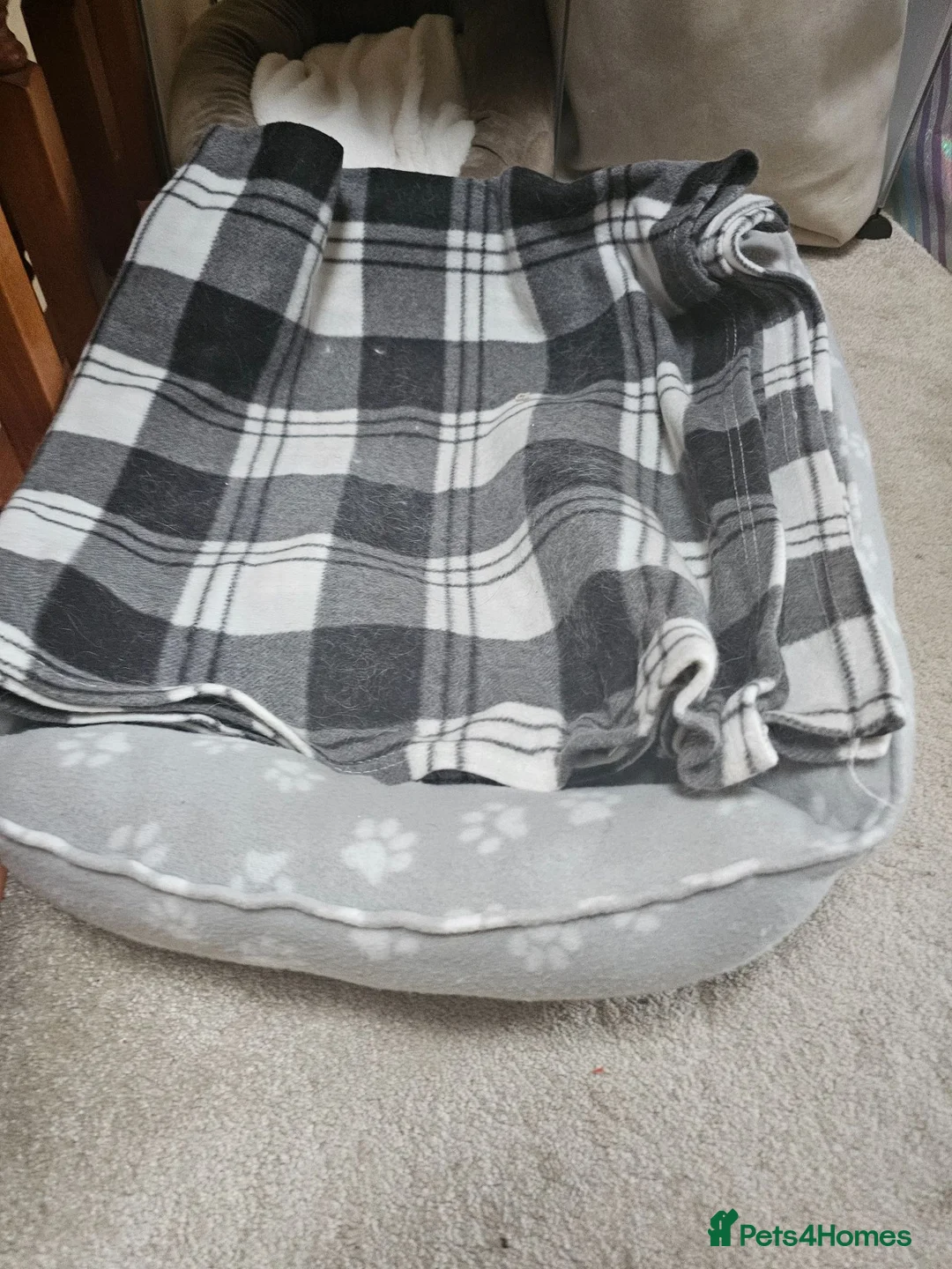 Ragdoll cats for sale: Beautiful 1 Year Old Ragdoll Cat chipped, neutered in Dundee - Advert 2