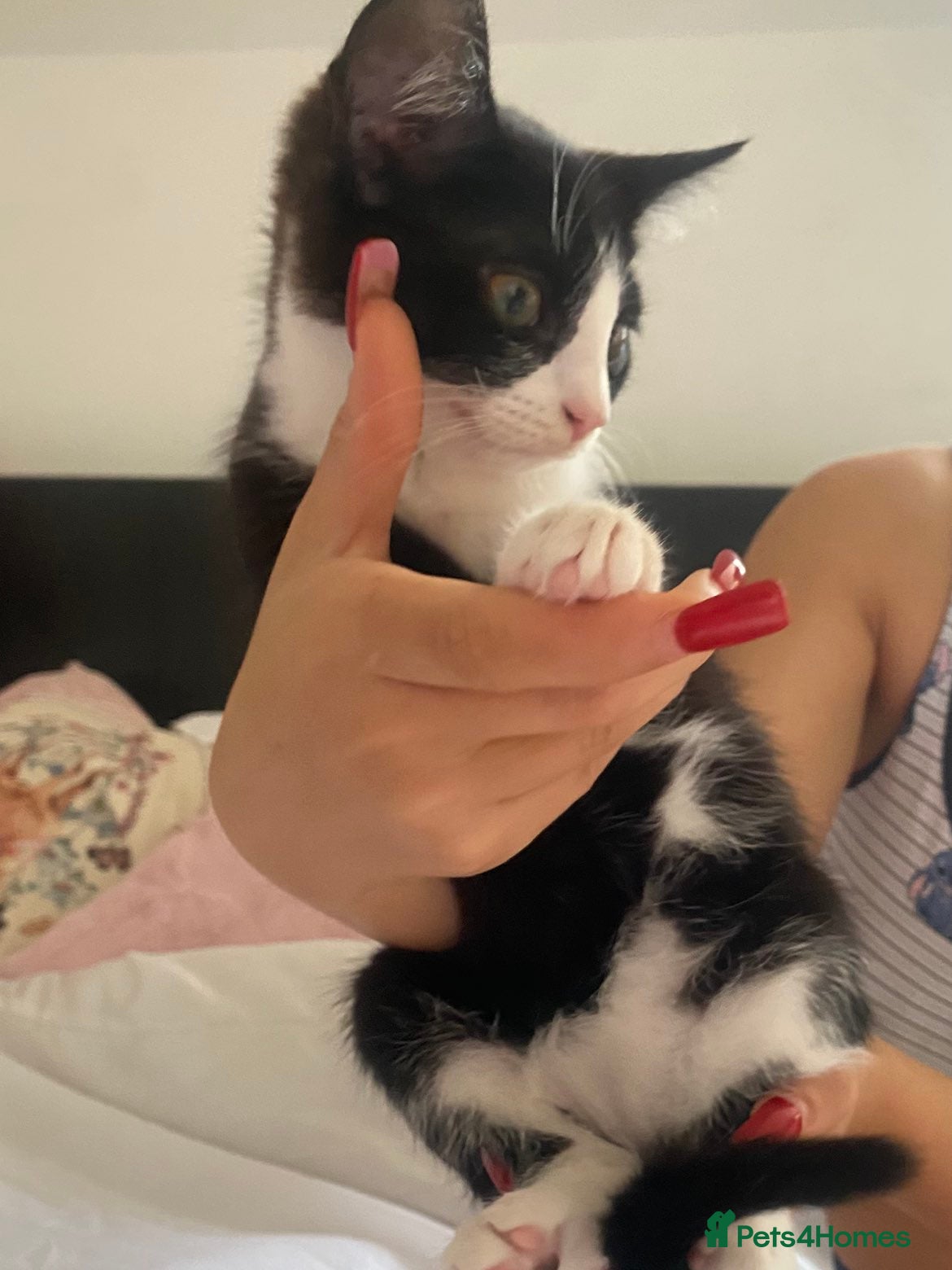 Mixed Breed cats for sale: 12 week old Female Kitten ready to go ASAP.  - Advert 3
