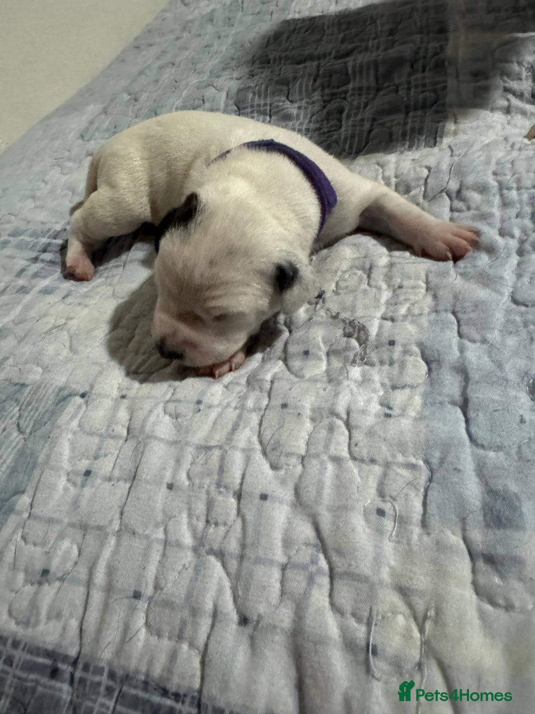 Dalmatian dogs for sale: KC Registered Dalmatian pups! - Advert 17