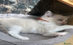 Ragdoll cats for sale: Ragdoll kittens  - Image 14