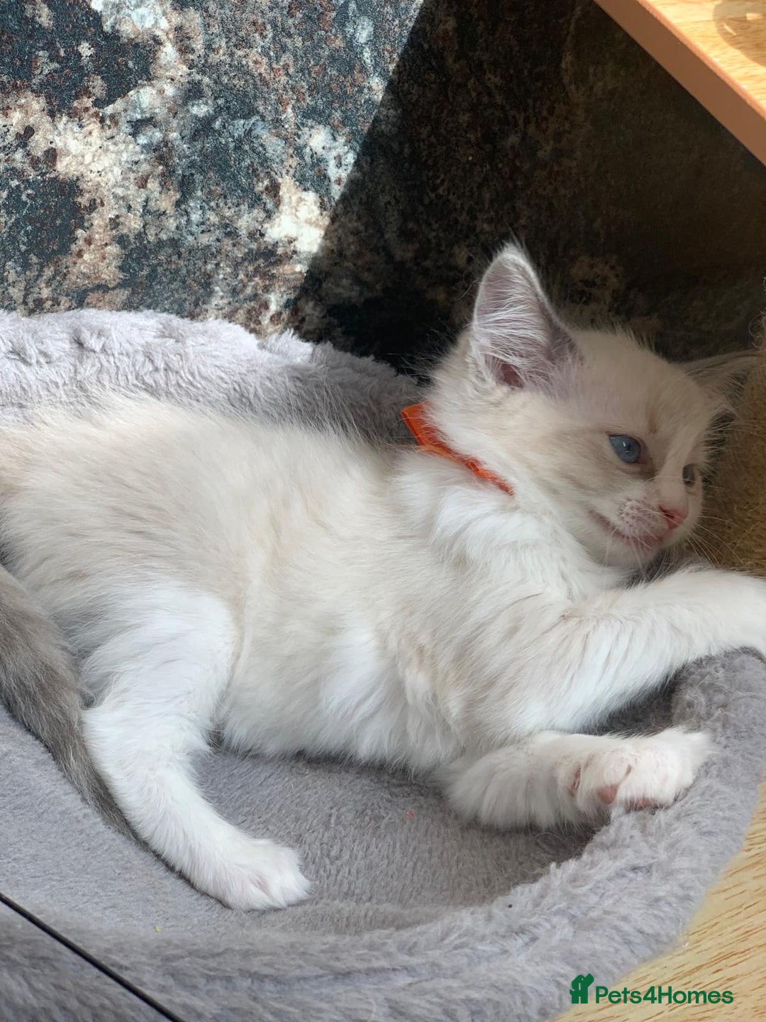 Ragdoll cats for sale: Ragdoll kittens  - Image 14