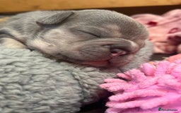 French Bulldog dogs for sale: 🩷5 French bulldog pups for sale🩷 - Image 8