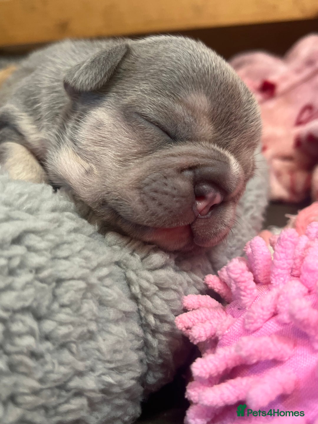 French Bulldog dogs for sale: 🩷5 French bulldog pups for sale🩷 - Image 8