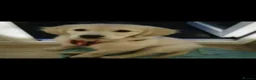 Golden Retriever dogs for stud: Golden retriever stud proven  - Advert 25