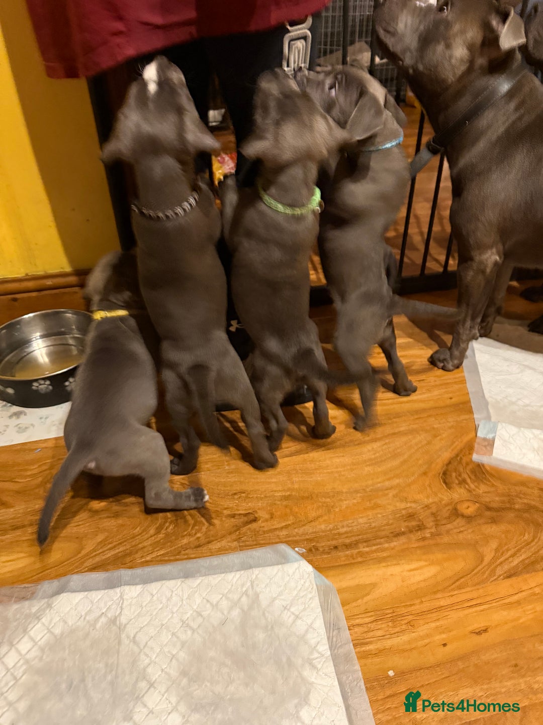 Staffordshire Bull Terrier dogs for sale: Lovely kc reg Staffordshire bull terrier puppies  - Image 23
