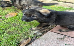 German Shepherd dogs for sale: 10 amazing german shepherd puppies - Advert 24