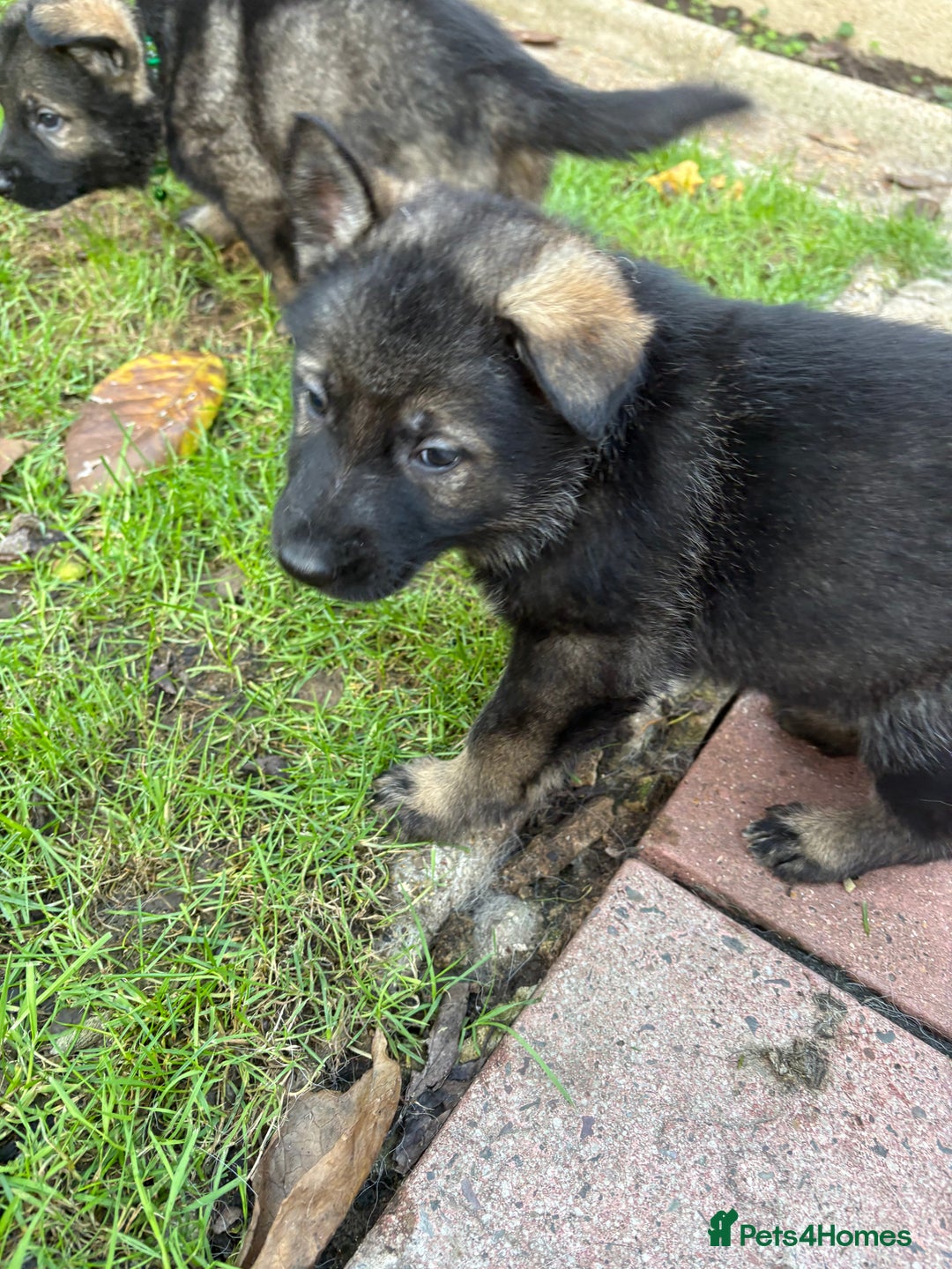 German Shepherd dogs for sale: 10 amazing german shepherd puppies - Advert 24