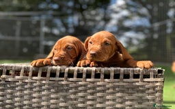 Hungarian Vizsla dogs for sale: KC registered Vizsla puppies  in Tiverton - Image 14
