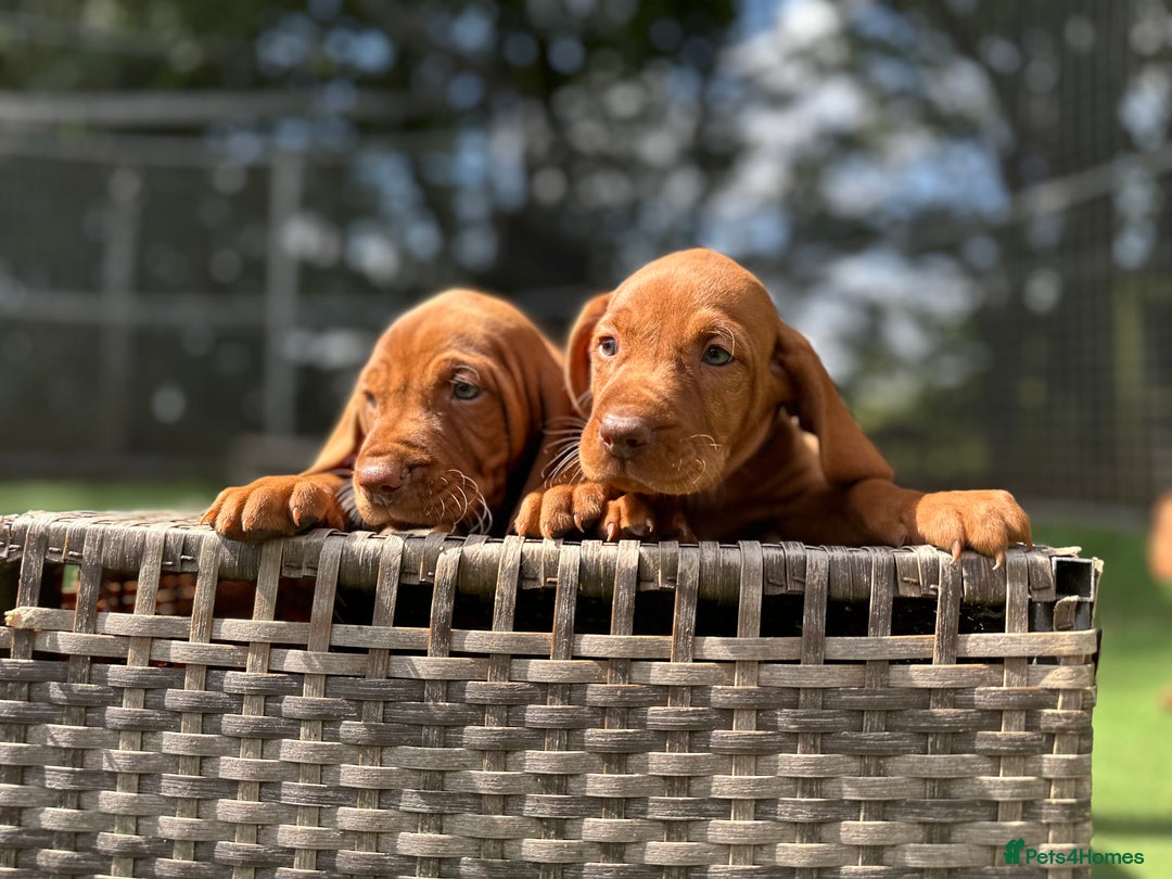Hungarian Vizsla dogs for sale: KC registered Vizsla puppies  in Tiverton - Image 14