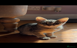 Mixed Breed cats for sale: Kittens MaineCoon x Bengal 8 weeks ready today  - Image 3