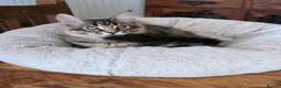 Maine Coon cats for sale: Big Strong Maine Coon Kittens - Advert 26