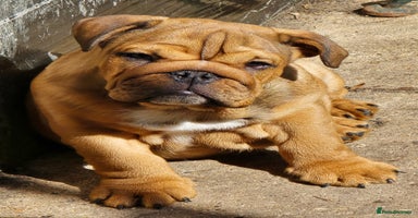 English Bulldog dogs - Advert 12