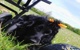 Cocker Spaniel dogs for sale: Beautiful Cocker spaniels - Image 18