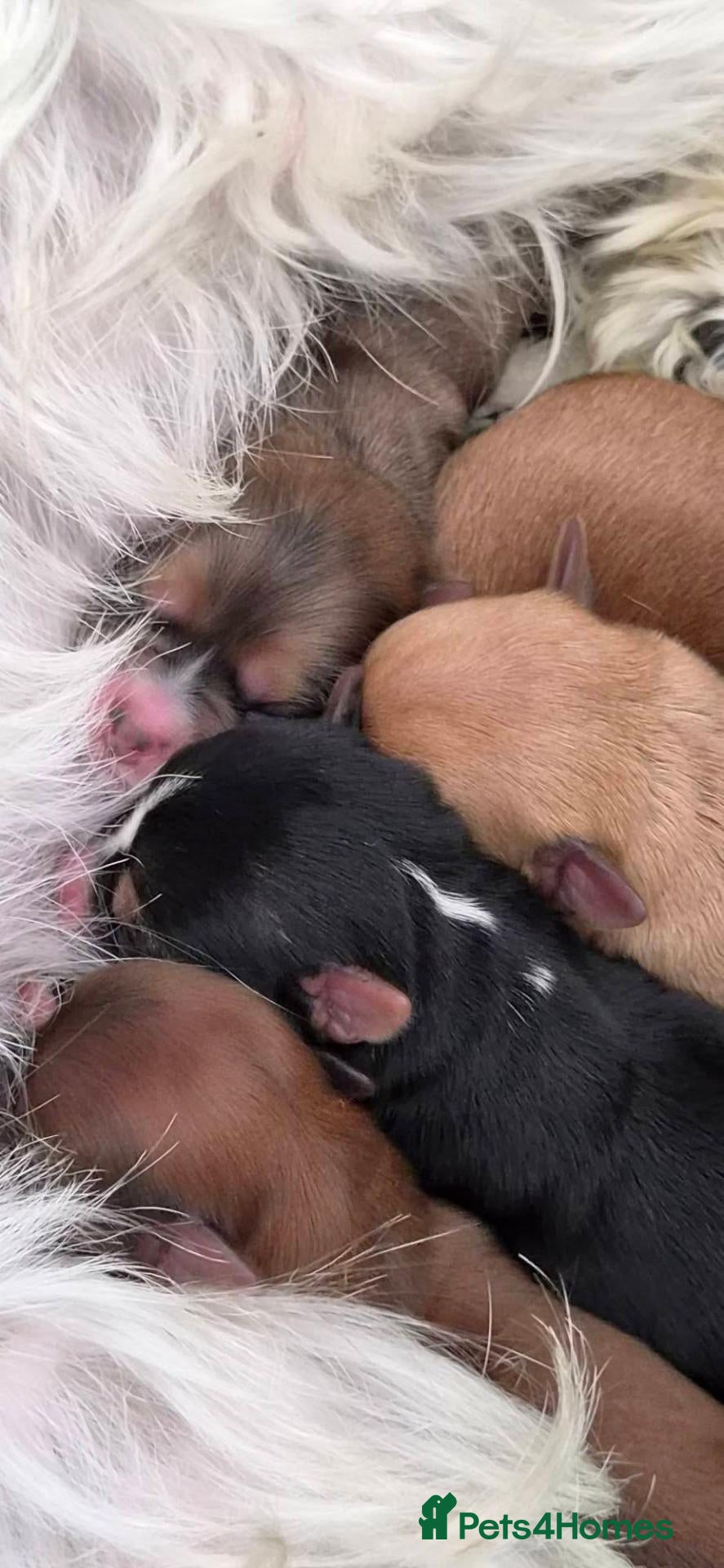 Mixed Breed dogs For Sale – Yorkie/Pom Puppies - £850.00 - Advert 2