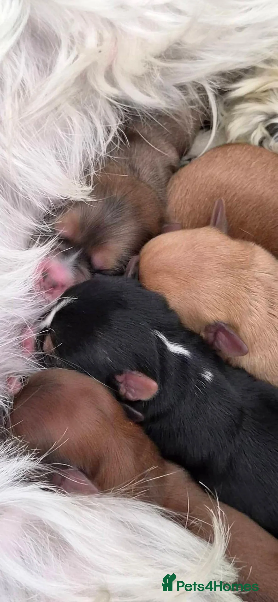 Mixed Breed dogs for sale: For Sale – Yorkie/Pom Puppies - £850.00 - Advert 1