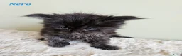 Maine Coon cats for sale: Stunning Pedigree Maine Coon Kittens  - Advert 9