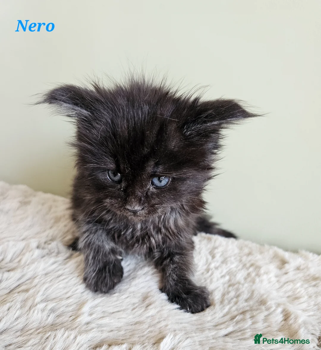 Maine Coon cats for sale: Stunning pedigree Maine Coon kittens  - Advert 22