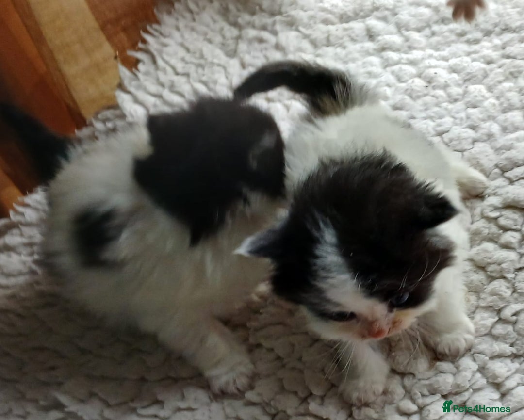 Mixed Breed cats for sale: Persian cross - Advert 2