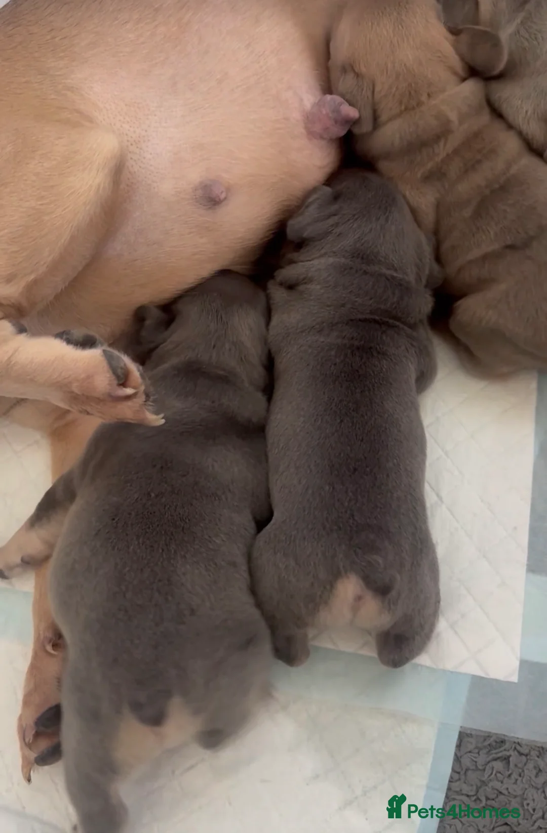 French Bulldog dogs for sale: Pedigree French bulldog puppies  - Advert 2
