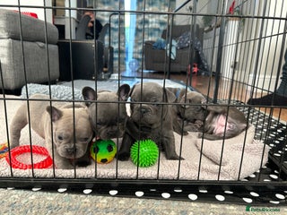 French Bulldog dogs Top quality French bulldog pups - Advert 15