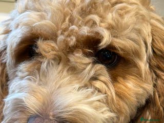 Mixed Breed dogs Doxiepoo puppies - Advert 1