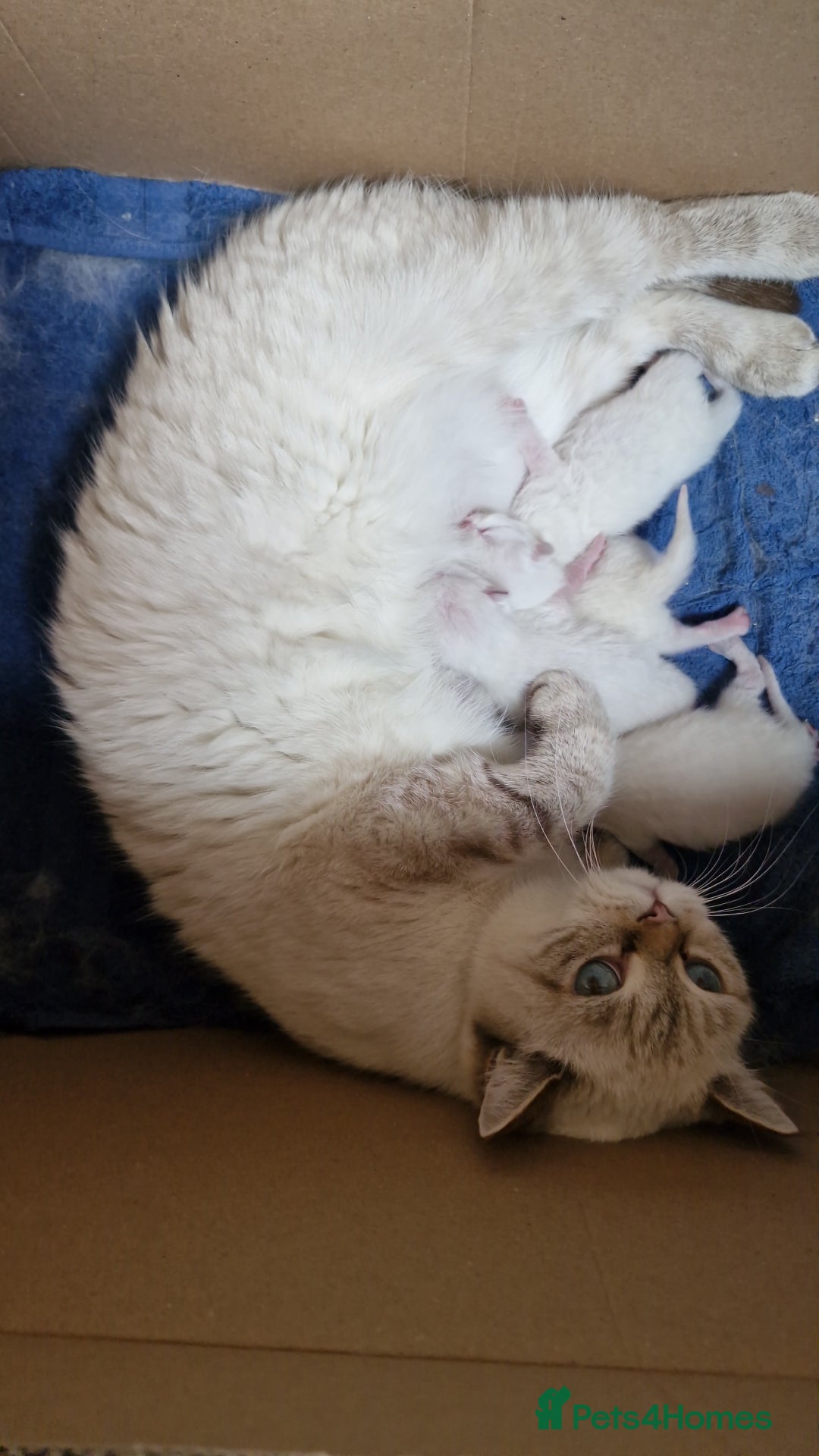 British Shorthair cats for sale: Pedigree British shorthair, longhair, blue, lilac - Image 10