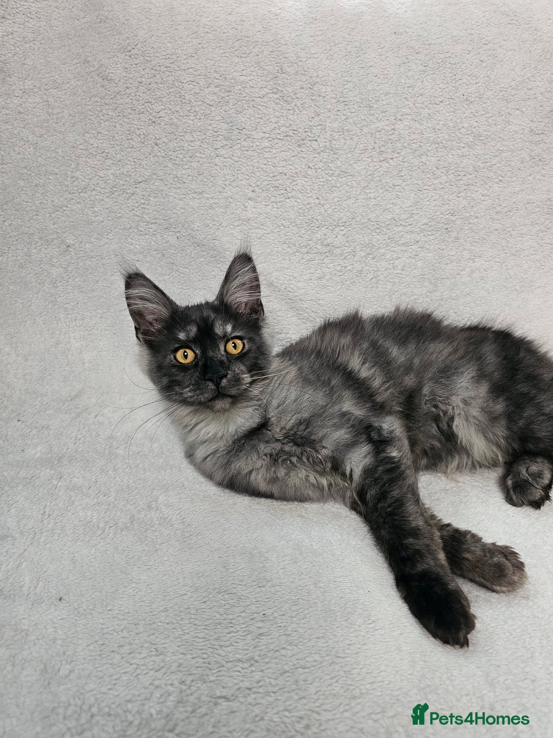 Maine Coon cats for sale: Black Smoke Kittens - Advert 18