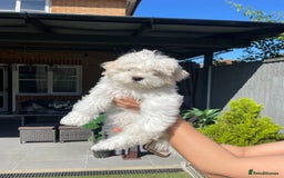 Maltipoo dogs for sale: Maltichon Puppy Looking for His Forever Home - Image 2