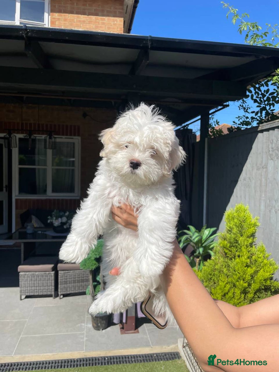 Maltipoo dogs for sale: Maltichon Puppy Looking for His Forever Home - Image 2