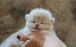 British Shorthair cats for sale: Golden Kittens - Ready December - Reg & Licensed - Image 4
