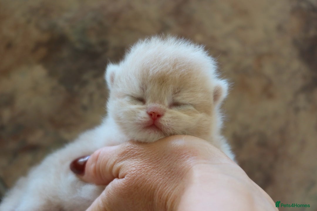 British Shorthair cats for sale: Golden Kittens - Ready December - Reg & Licensed - Image 4