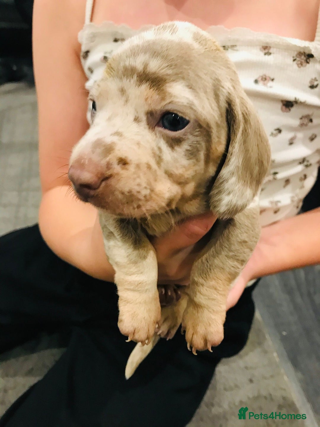 Miniature Dachshund dogs for sale: 4 beautiful miniature dachshunds 4 weeks old - Image 2