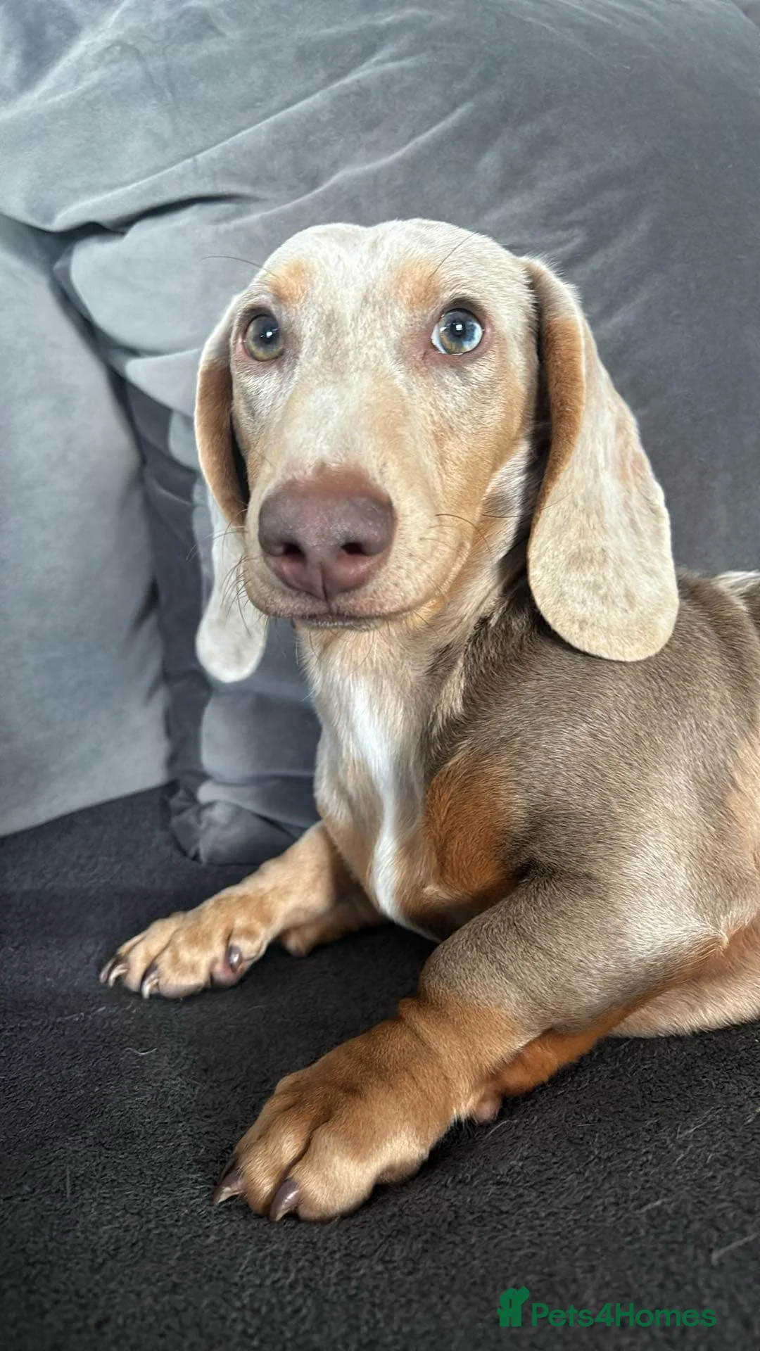 Miniature Dachshund dogs for sale: Male dachshund  - Advert 1