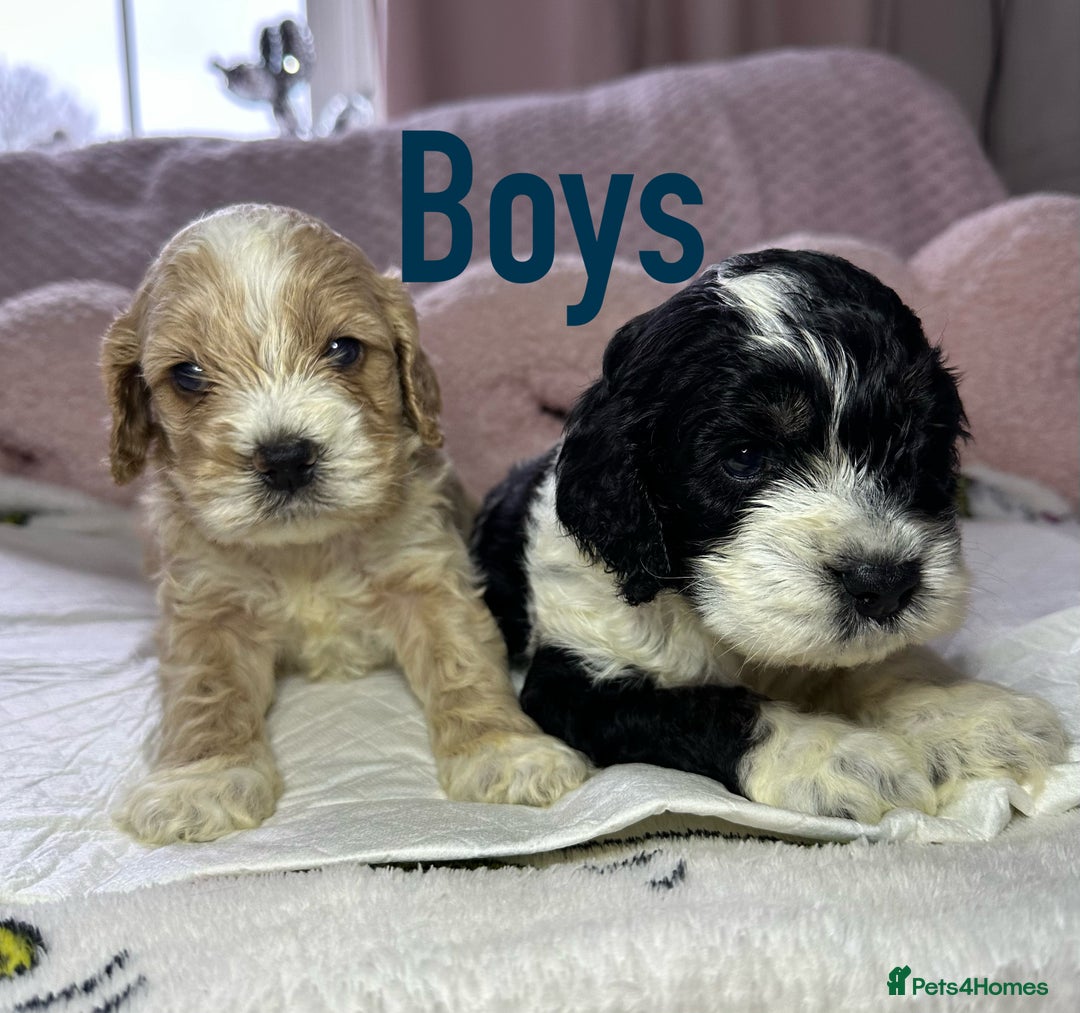 Cockapoo dogs for sale: Cockerpoo puppies  - Advert 2