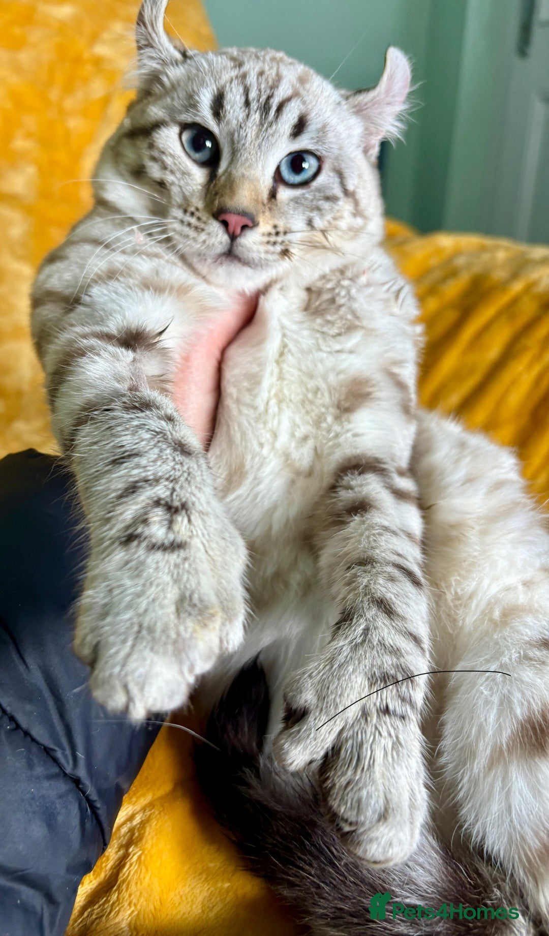 Keetso cats for sale: Super wild looking poly curled eared leopard  - Advert 25