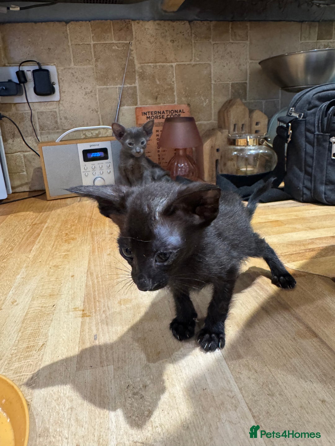 Oriental cats for sale: Oriental kittens  - Image 6