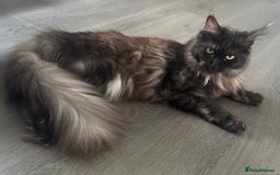 Maine Coon cats for sale: TICA Registered Black Smoke Maine Coon Female - Image 1