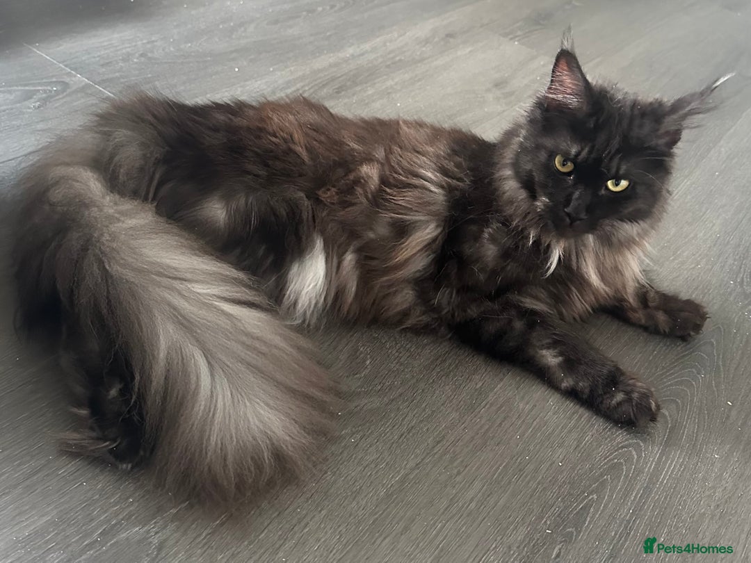 Maine Coon cats for sale: TICA Registered Black Smoke Maine Coon Female - Image 1