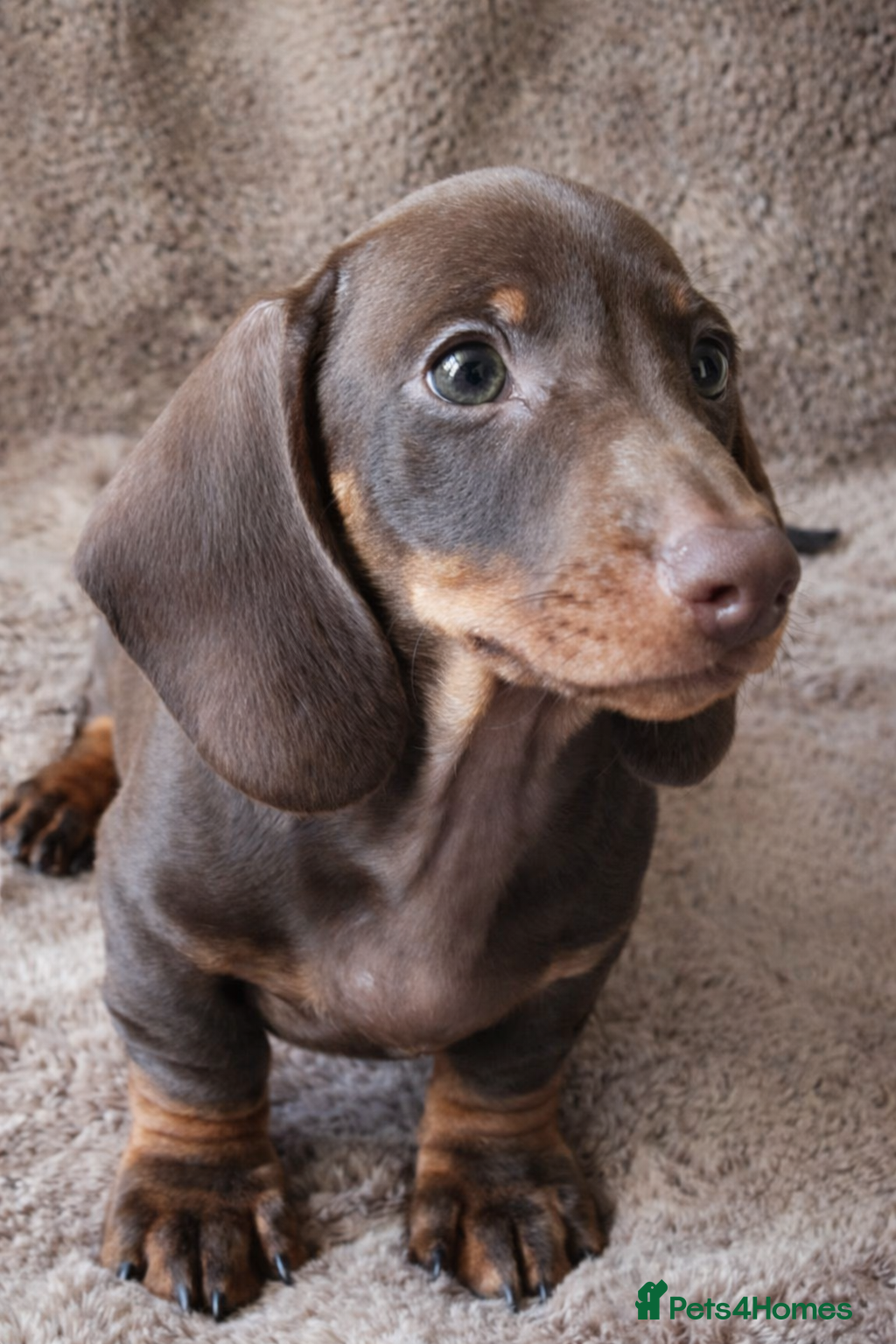 Miniature Dachshund dogs 🐾 Gorgeous KC Boy READY NOW! 🐾 - Advert 13