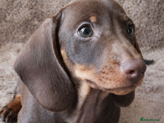 Miniature Dachshund dogs 🐾 Gorgeous KC Boy READY NOW! 🐾 - Advert 13