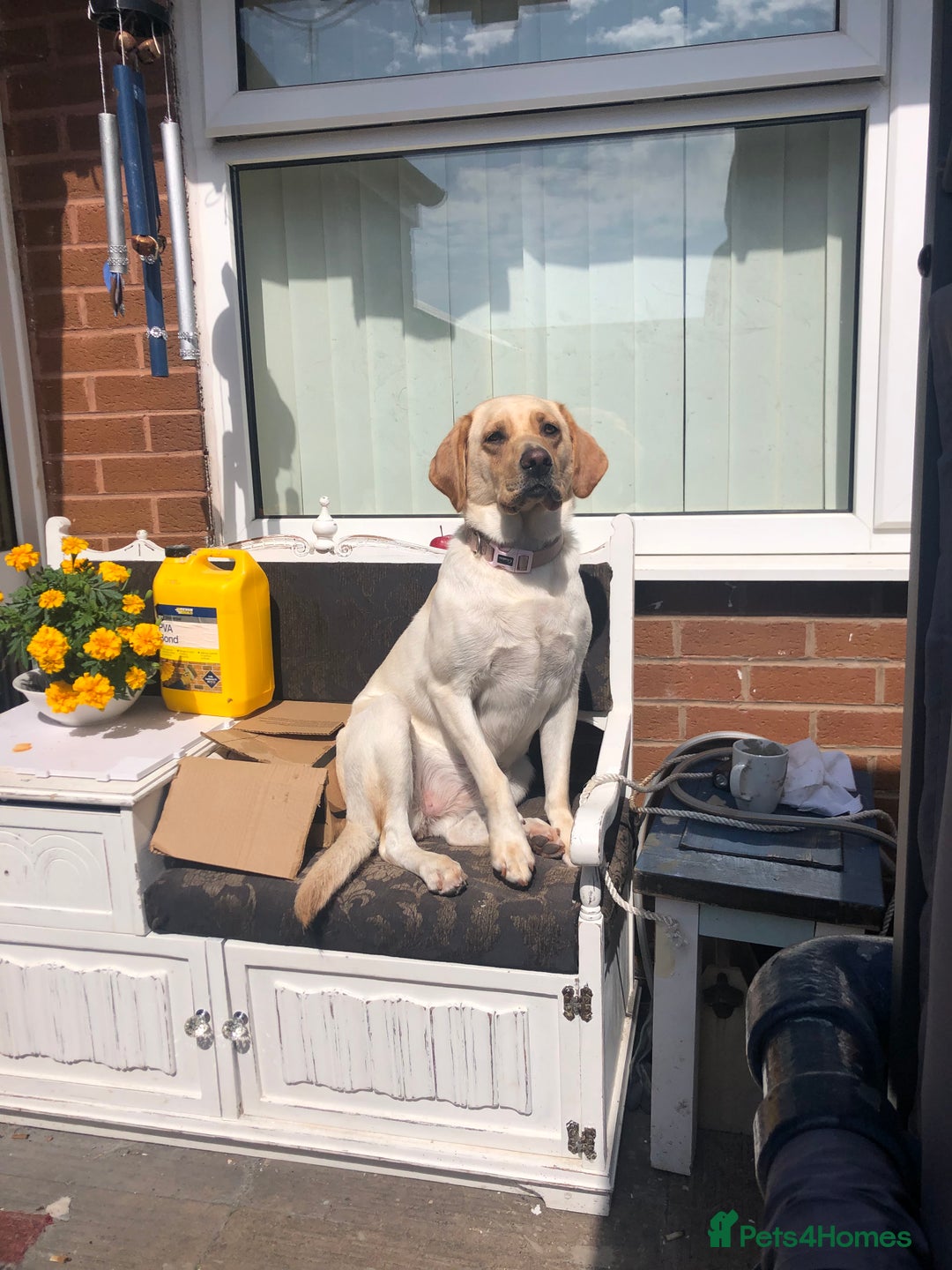 Labrador Retriever dogs for stud: Stud Labrador  - Advert 4