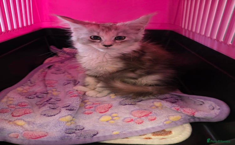 Maine Coon cats in Blackpool - Advert 2