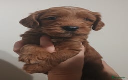 Australian Labradoodle dogs for sale: Miniature Australian labradoodle pups 100% Pure  - Image 6