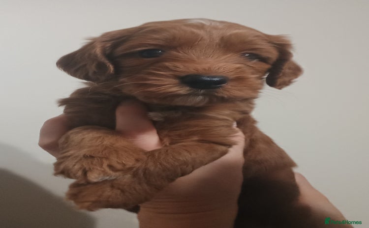 Australian Labradoodle dogs - Advert 2